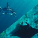 Shark & Ray Protection