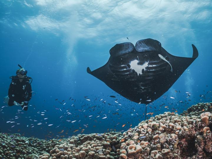 diver swimming next to a manta ray