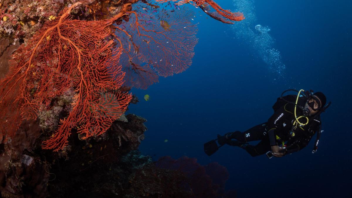 diver observing coral in sea